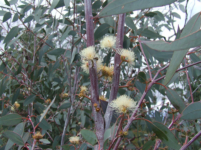 Eucalyptus dealbata
