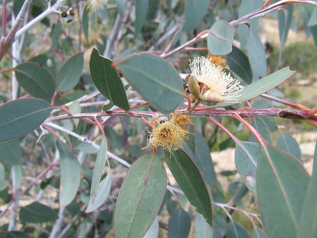 Eucalyptus dealbata