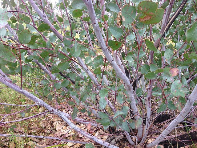 Eucalyptus dealbata