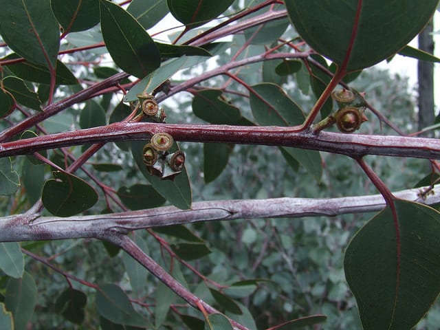 Eucalyptus dealbata (Eucalyptus dealbata)