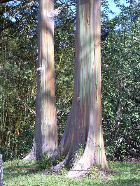 Eucalyptus arc-en-ciel (Eucalyptus deglupta)