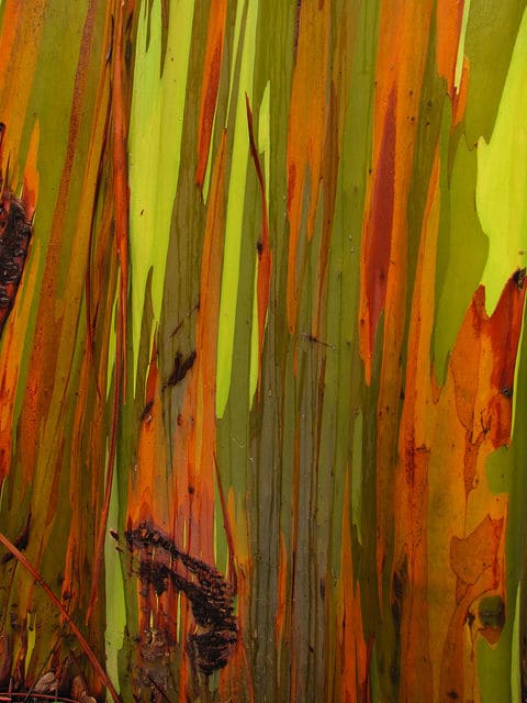 Eucalyptus arc-en-ciel