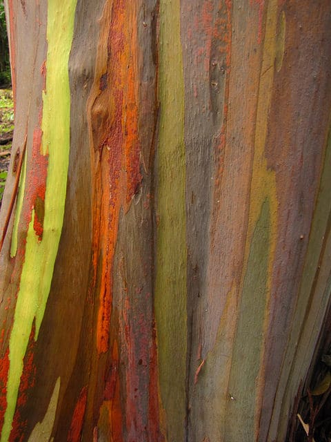 Eucalyptus arc-en-ciel