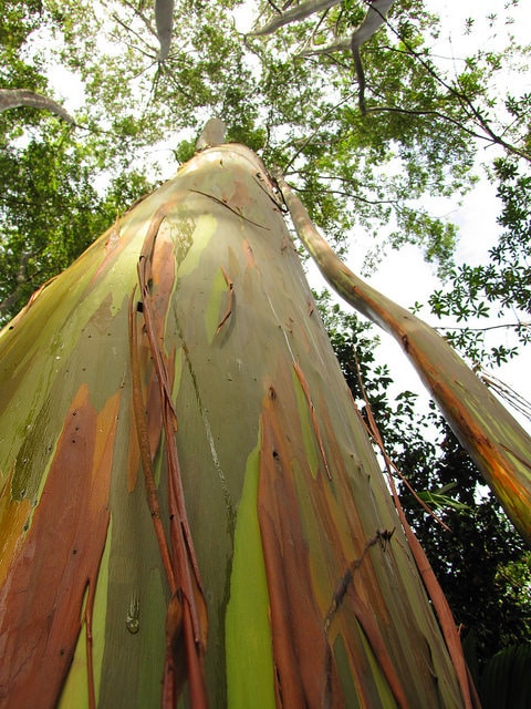 Eucalyptus arc-en-ciel
