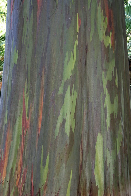 Eucalyptus arc-en-ciel