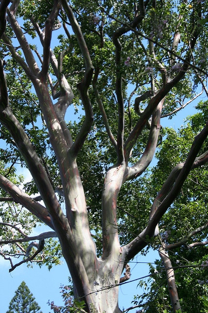 Eucalyptus arc-en-ciel