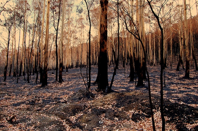 Eucalyptus delegatensis (Eucalyptus delegatensis)