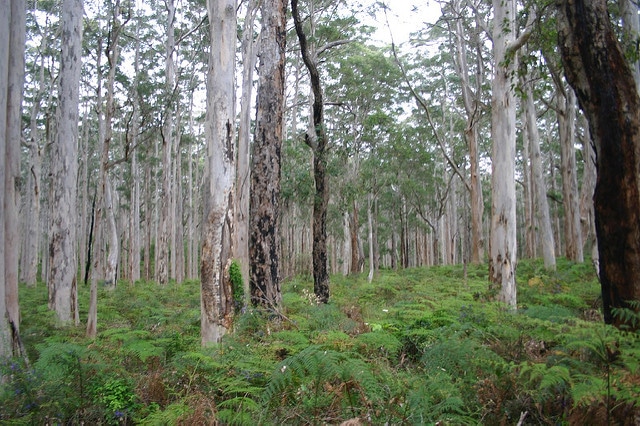 Karri (Eucalyptus diversicolor)