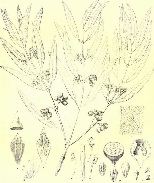 Eucalyptus doratoxylon