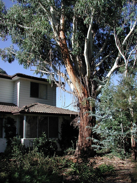 Eucalyptus elata