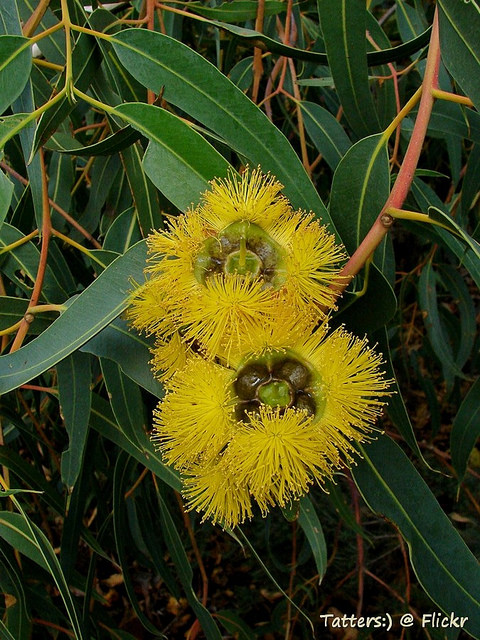 Eucalyptus à écorce de fer