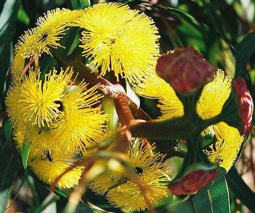 Eucalyptus à écorce de fer
