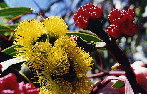 Eucalyptus à écorce de fer