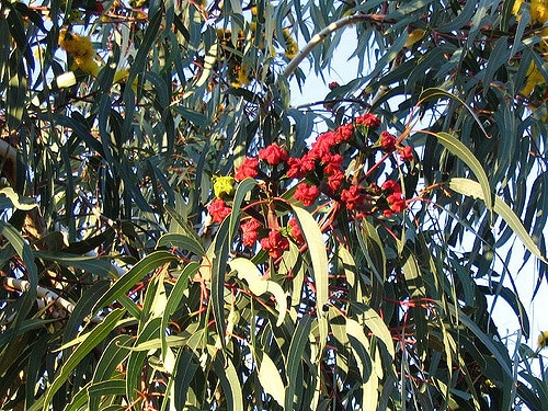 Eucalyptus à écorce de fer