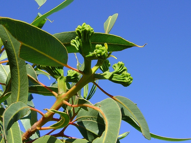 Eucalyptus à écorce de fer (Eucalyptus erythrocorys)