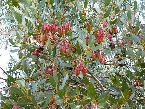 Eucalyptus fuschia