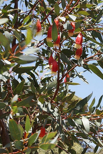 Eucalyptus fuschia