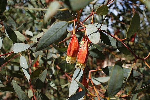 Eucalyptus fuschia