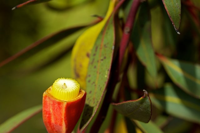 Eucalyptus fuschia (Eucalyptus forrestiana)