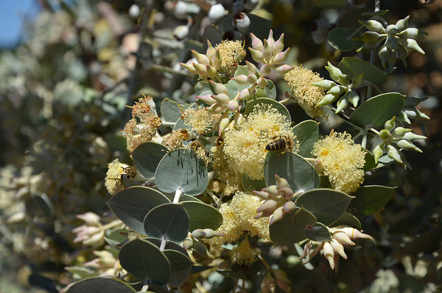 Eucalyptus gillii