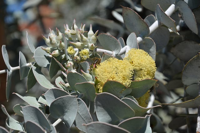 Eucalyptus gillii