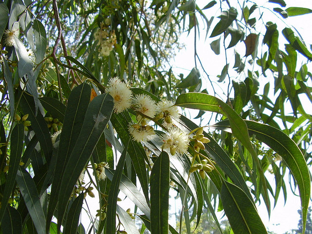 Eucalyptus commun