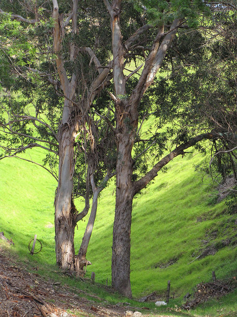 Eucalyptus commun
