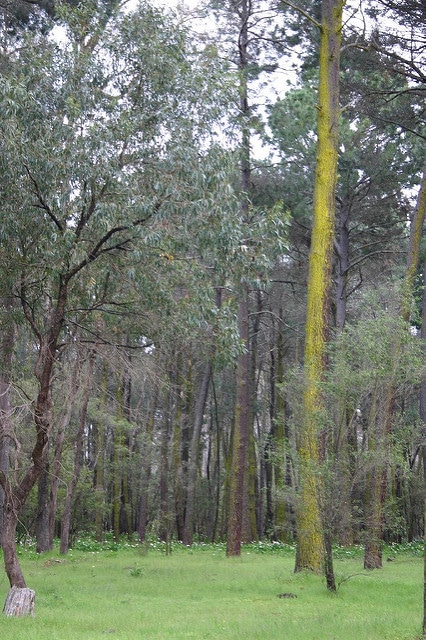 Eucalyptus gomphocephala (Eucalyptus gomphocephala)