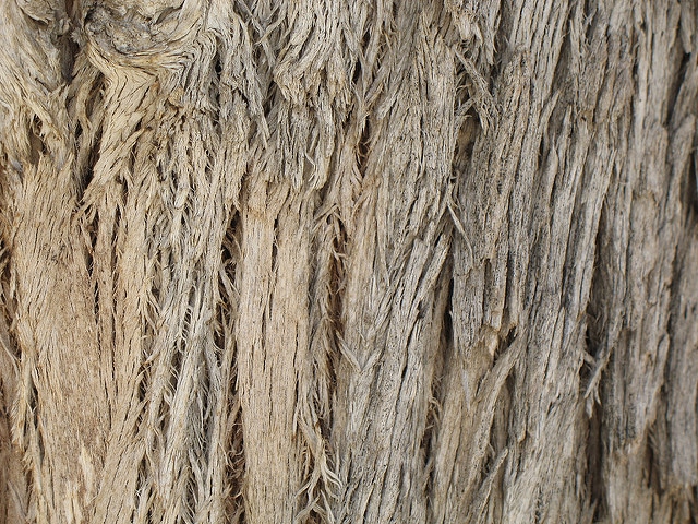 Eucalyptus gomphocephala