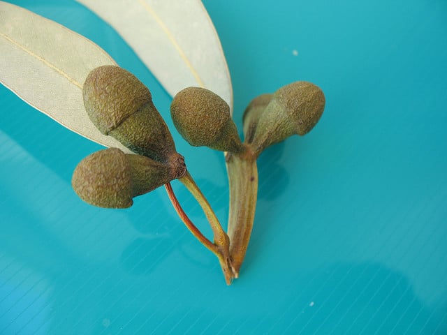Eucalyptus gomphocephala