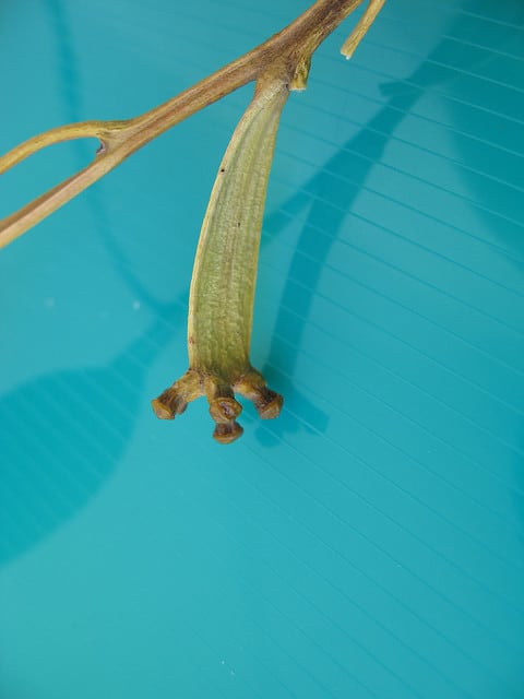 Eucalyptus gomphocephala