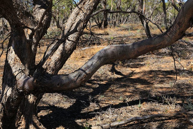 Eucalyptus gracilis