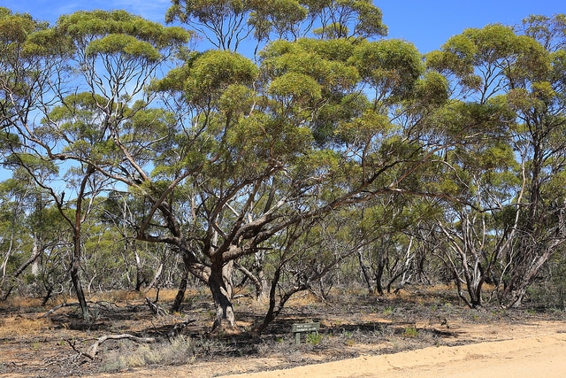 Eucalyptus gracilis