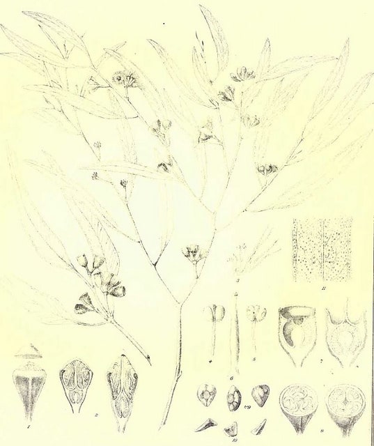 Eucalyptus gracilis