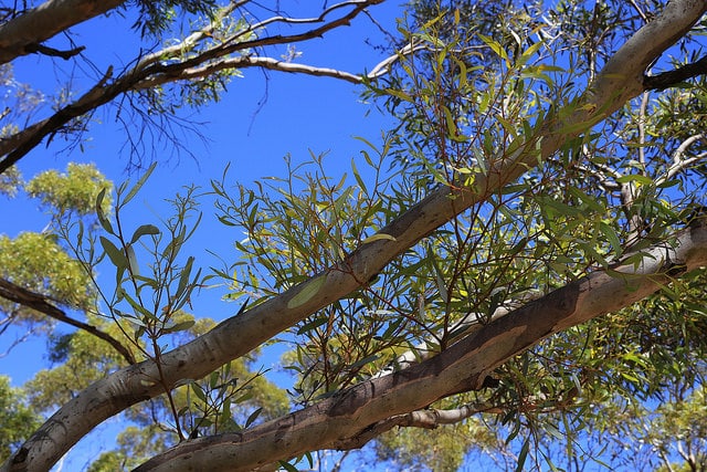 Eucalyptus gracilis (Eucalyptus gracilis)