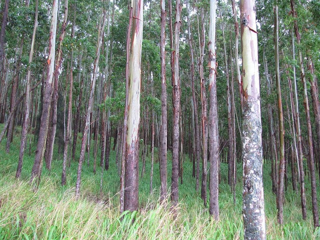 Eucalyptus grandis