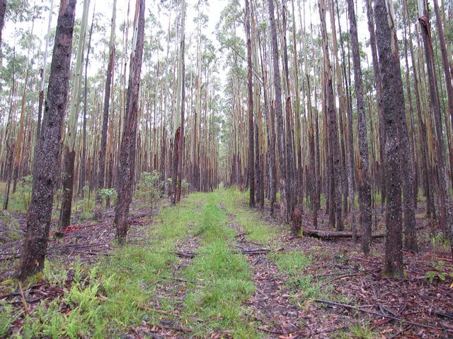 Eucalyptus grandis
