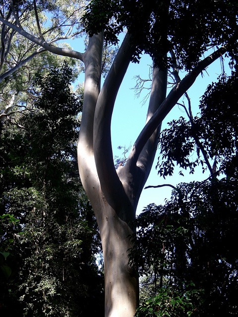Eucalyptus grandis