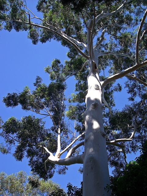 Eucalyptus grandis