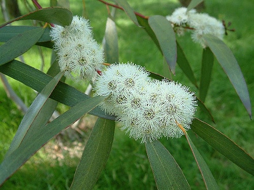 Eucalyptus gregsoniana