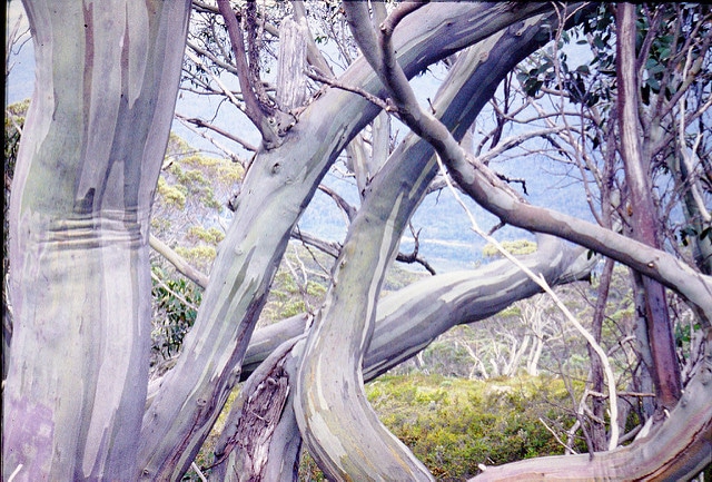 Eucalyptus gregsoniana