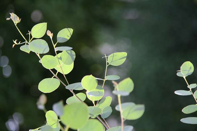 Eucalyptus à feuilles rondes (Eucalyptus gunnii)