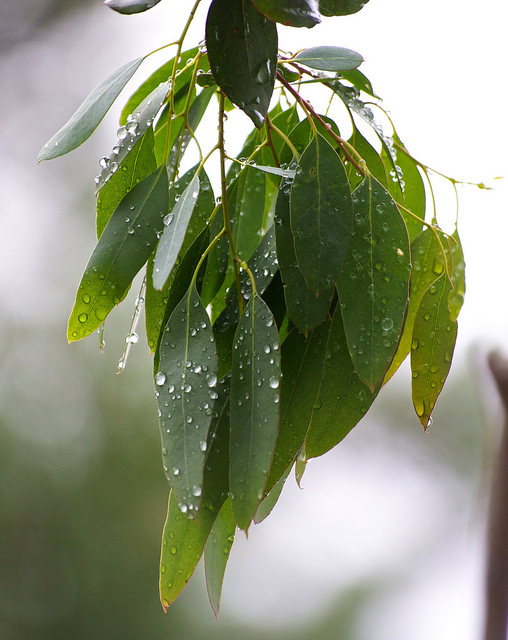 Eucalyptus à feuilles rondes