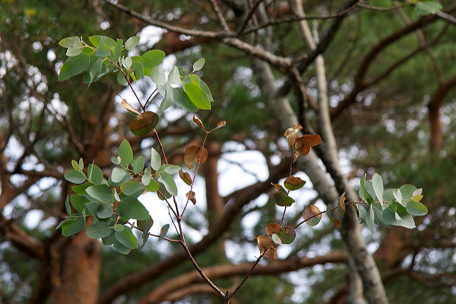 Eucalyptus à feuilles rondes