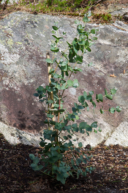 Eucalyptus à feuilles rondes