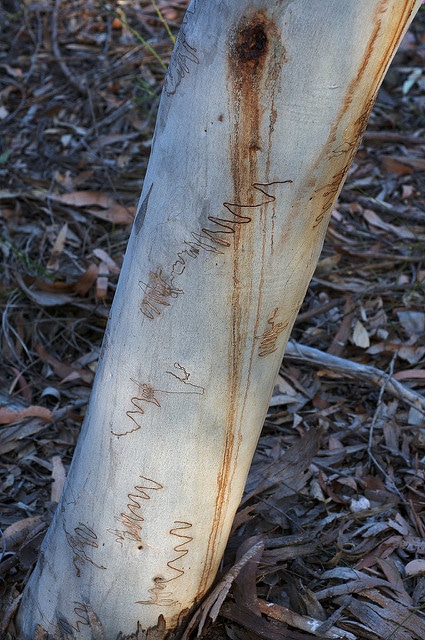 Eucalyptus gribouillé (Eucalyptus haemastoma)