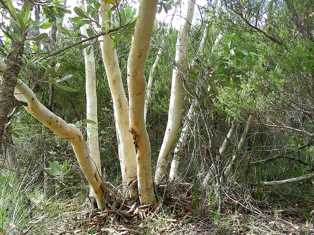 Eucalyptus gribouillé