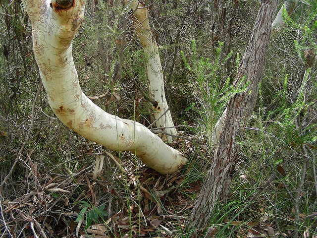 Eucalyptus gribouillé