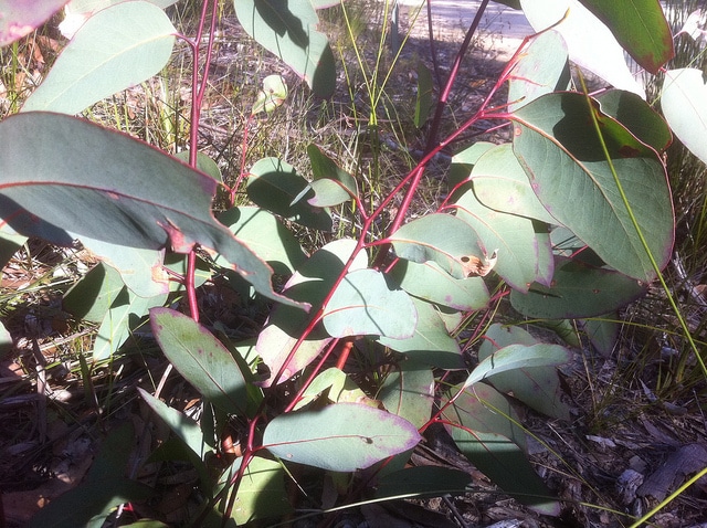 Eucalyptus gribouillé