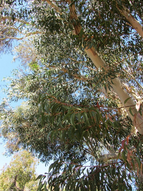 Eucalyptus gribouillé